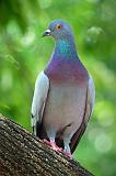 Posing Pigeon_54124